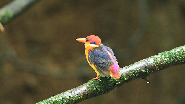 Black-backed Dwarf-Kingfisher - ML641951766