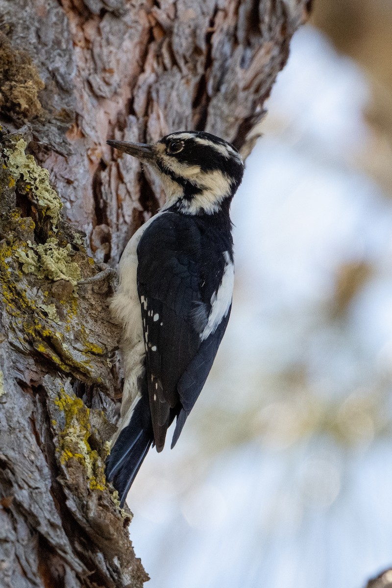 Downy Woodpecker - ML641951769