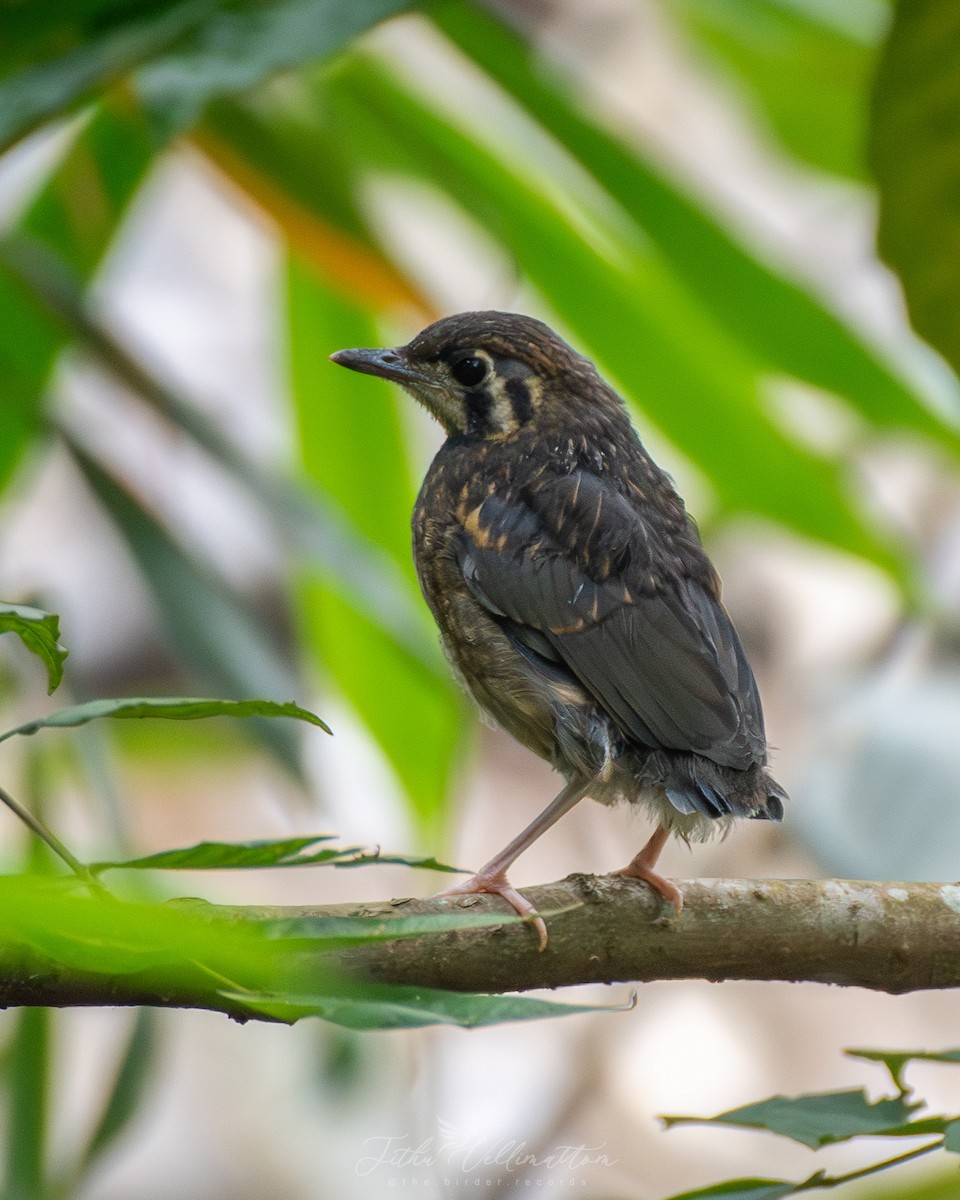Orange-headed Thrush - ML641951770