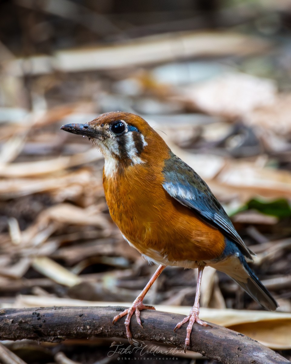 Orange-headed Thrush - ML641951771