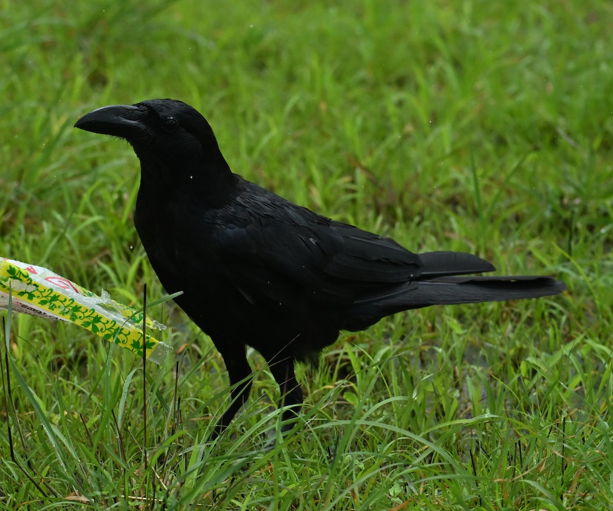 Large-billed Crow - ML641951772