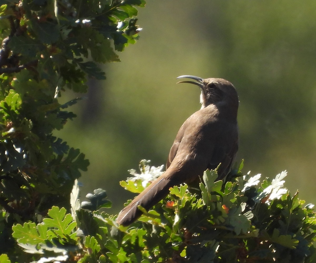 California Thrasher - ML641951773