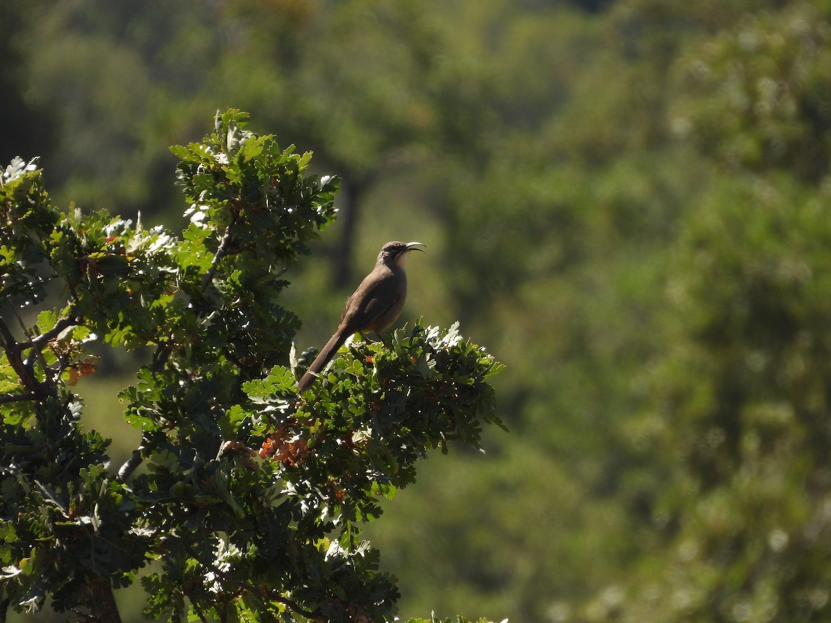 California Thrasher - ML641951776