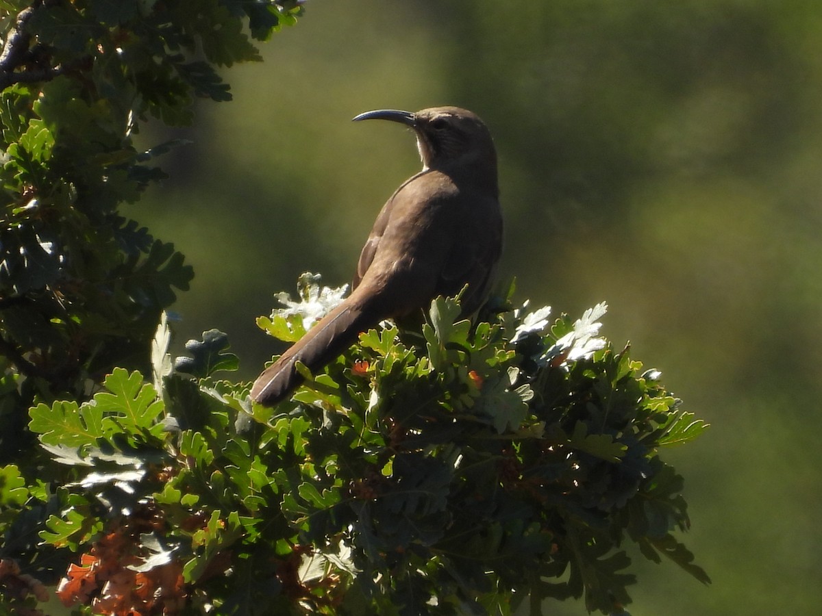 California Thrasher - ML641951778