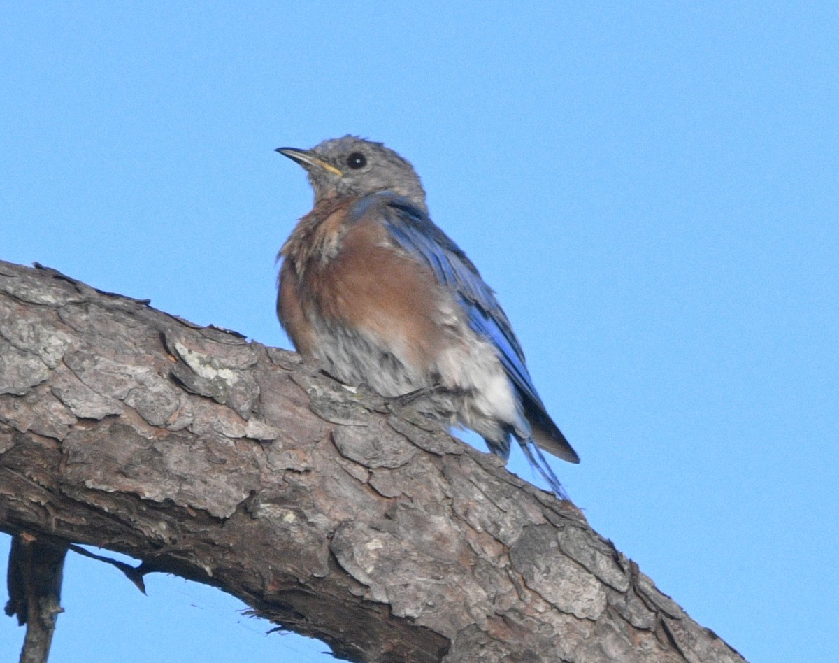Eastern Bluebird - ML641951785