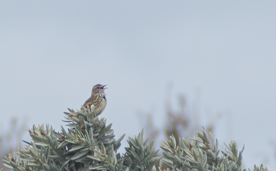 Striated Fieldwren - ML641951803