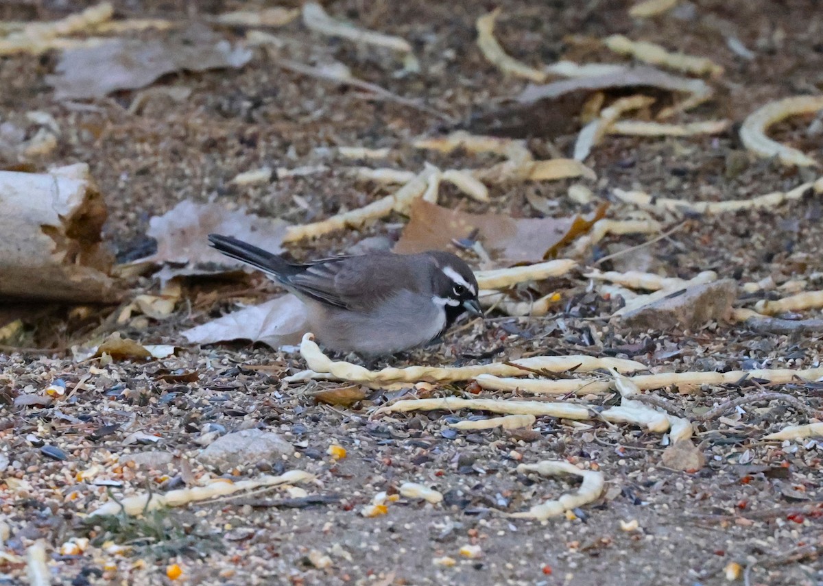 Black-throated Sparrow - ML641951808