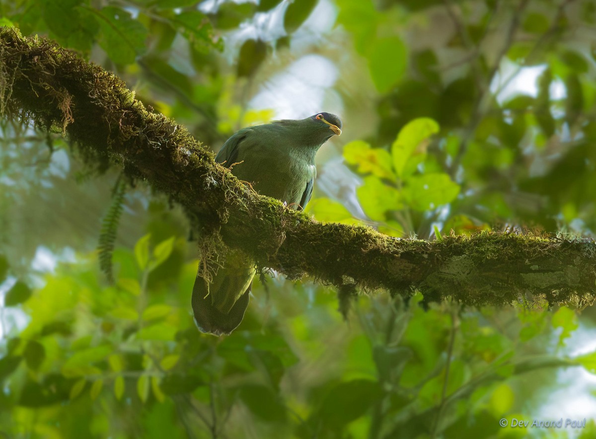 White-breasted Fruit-Dove - ML641951811