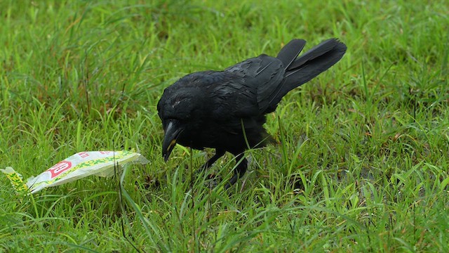 Large-billed Crow - ML641951830