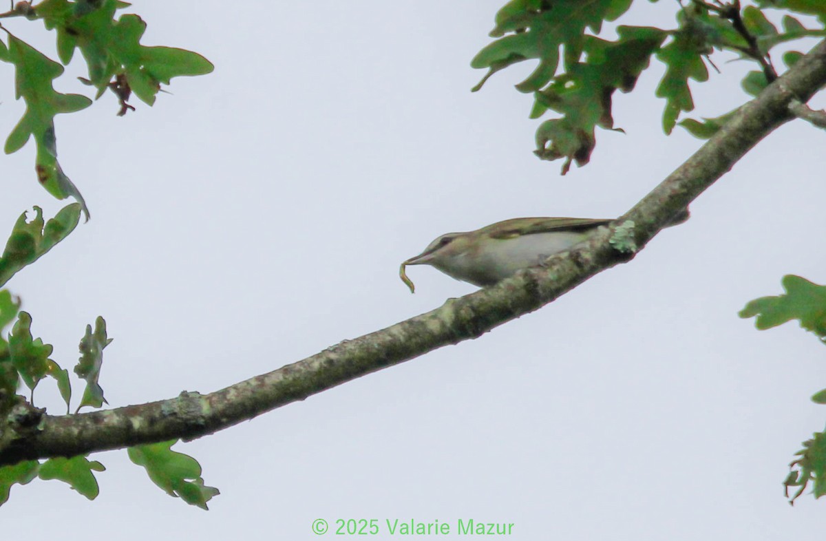 Rotaugenvireo - ML641951835