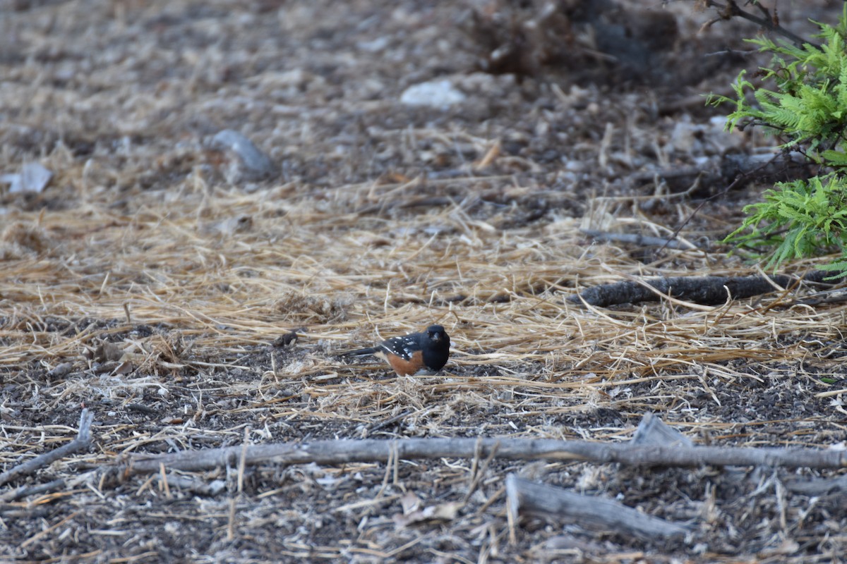 Spotted Towhee - ML641951836