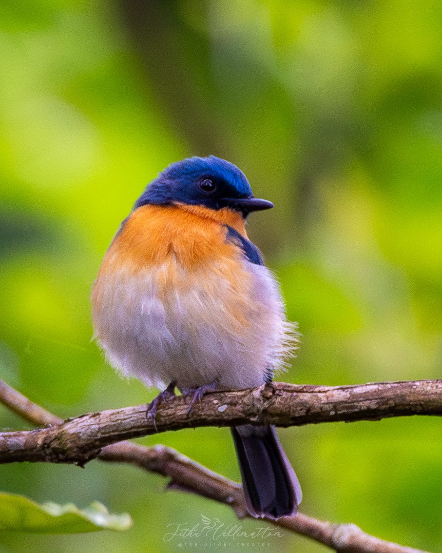 Tickell's Blue Flycatcher - ML641951837