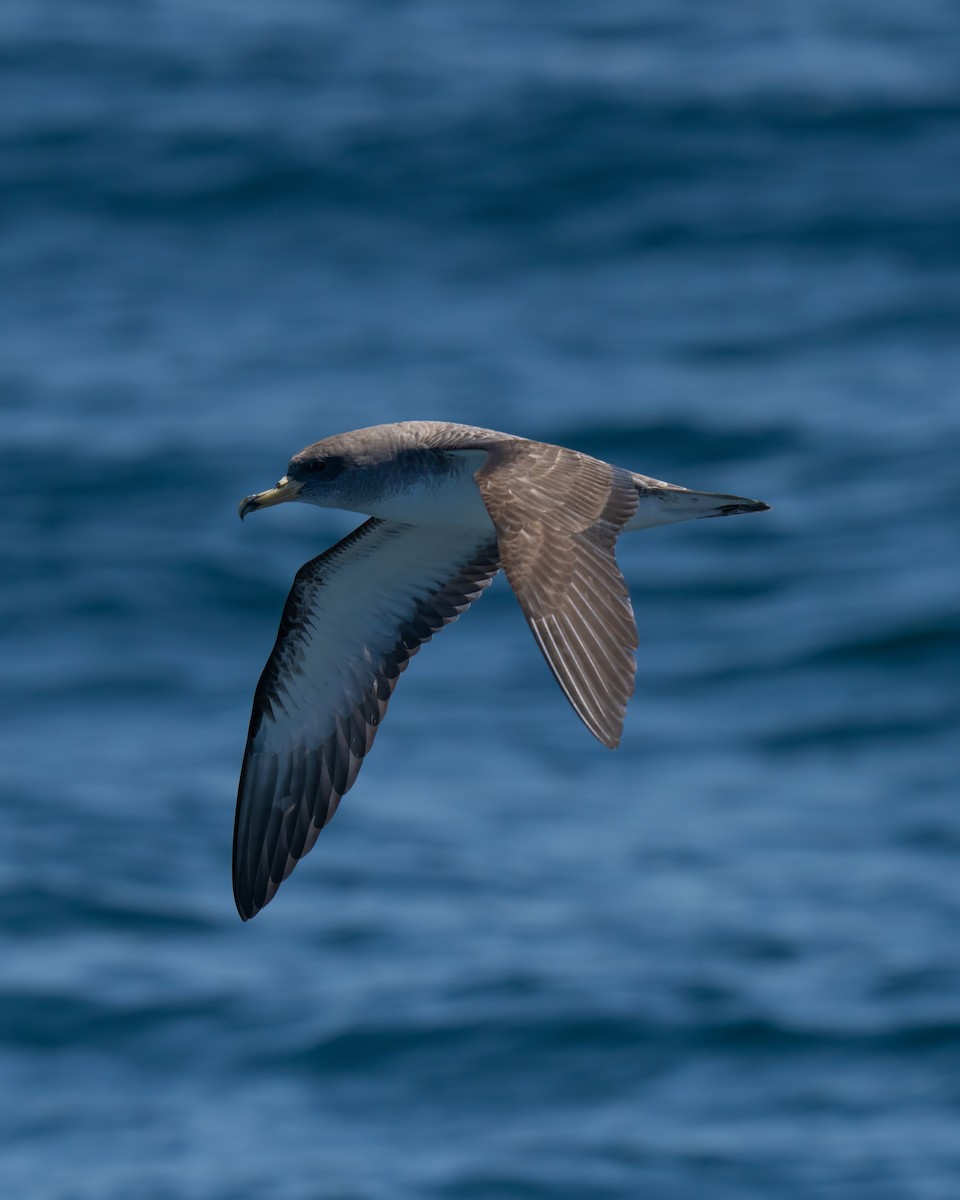 Cory's Shearwater - ML641951854