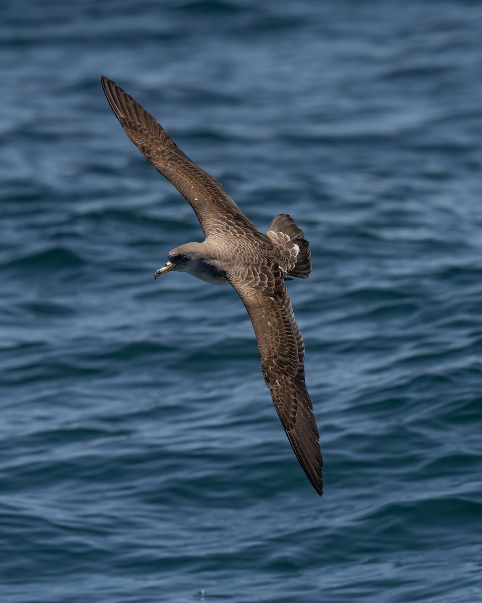 Cory's Shearwater - ML641951855