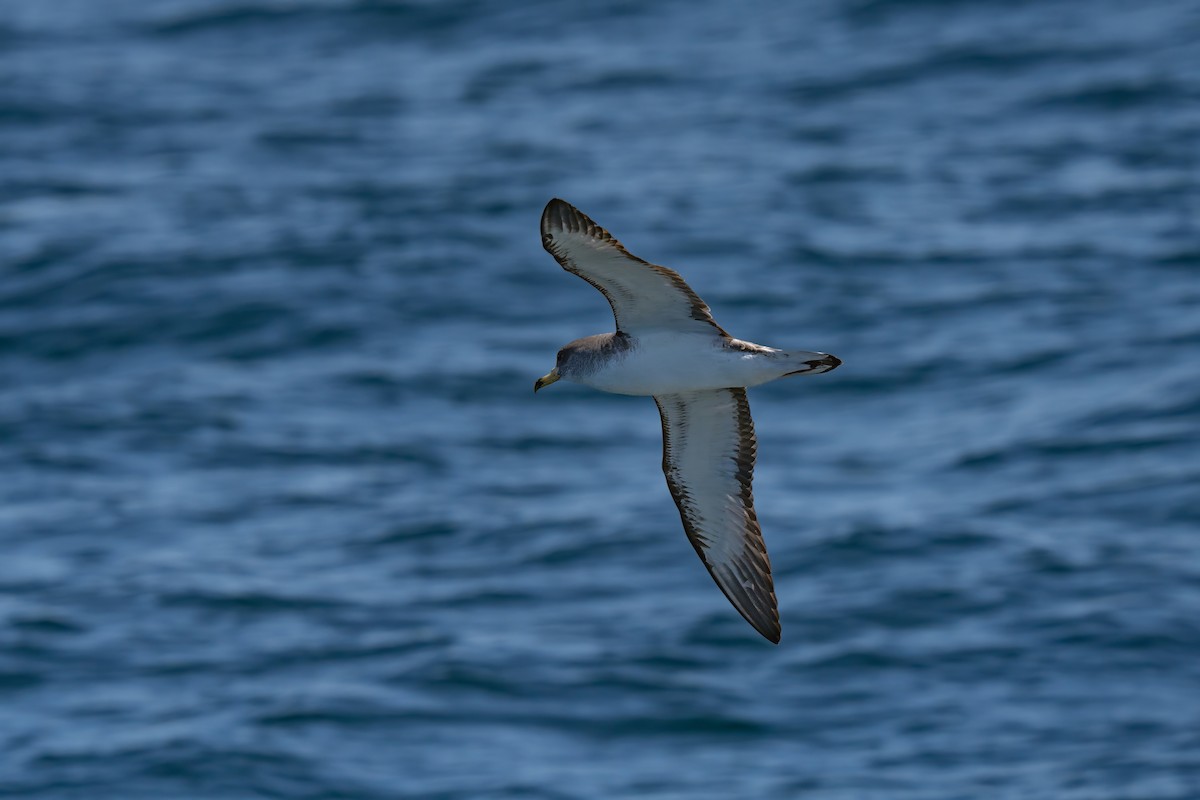 Cory's Shearwater - ML641951856