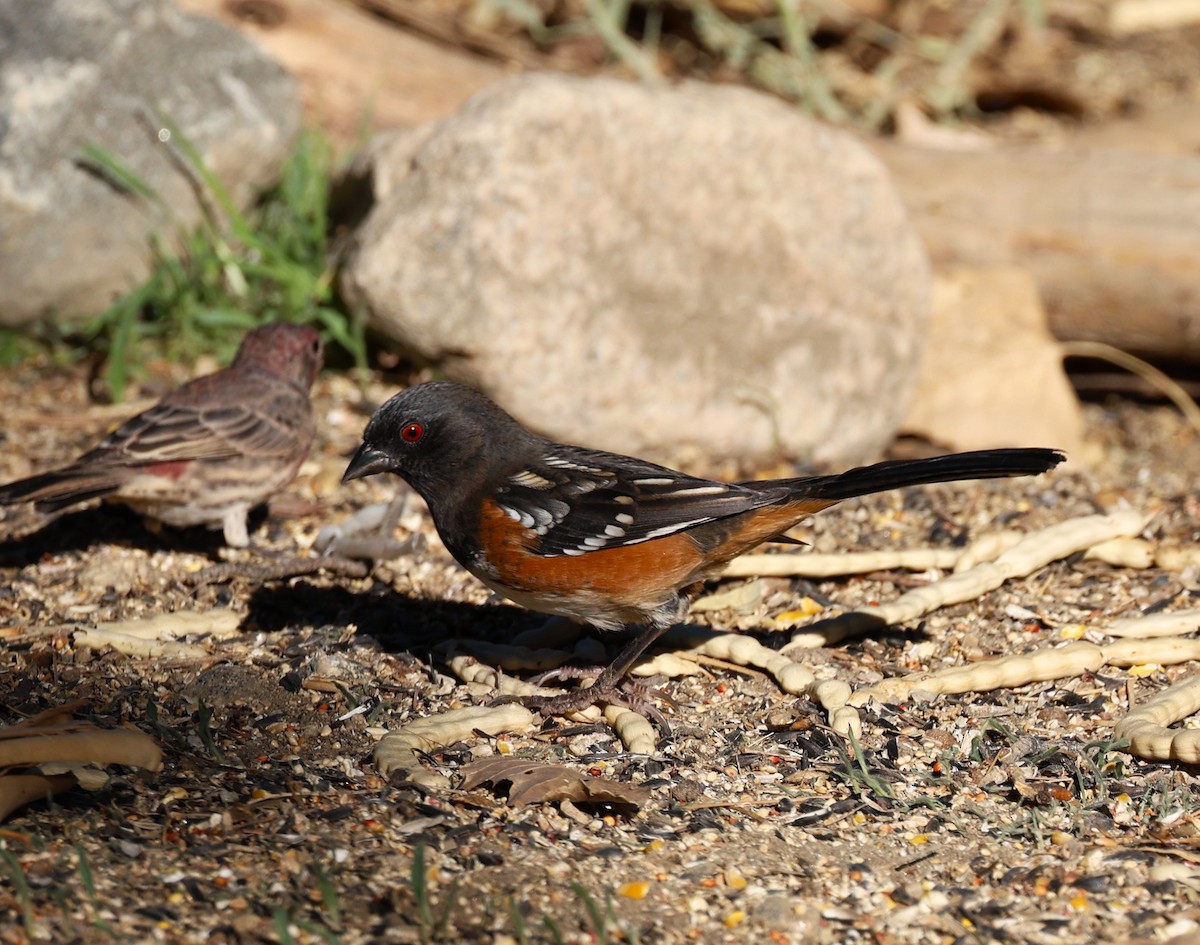 Spotted Towhee - ML641951857
