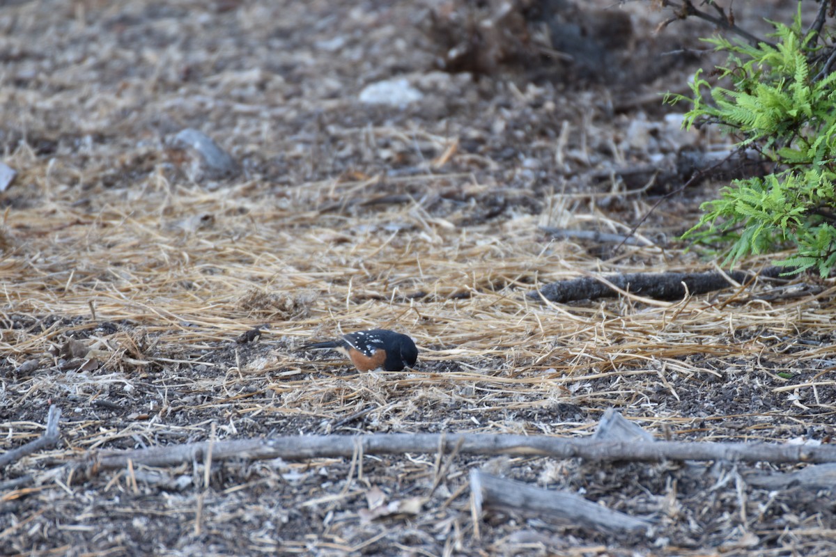 Spotted Towhee - ML641951858
