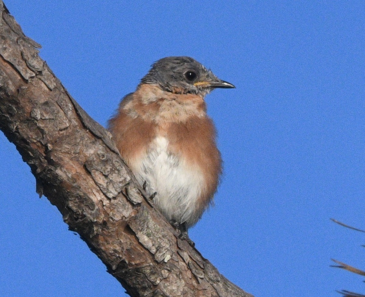 Eastern Bluebird - ML641951859