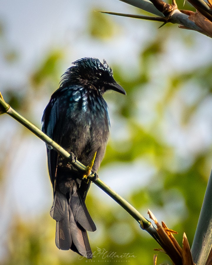 Bronzed Drongo - ML641951864