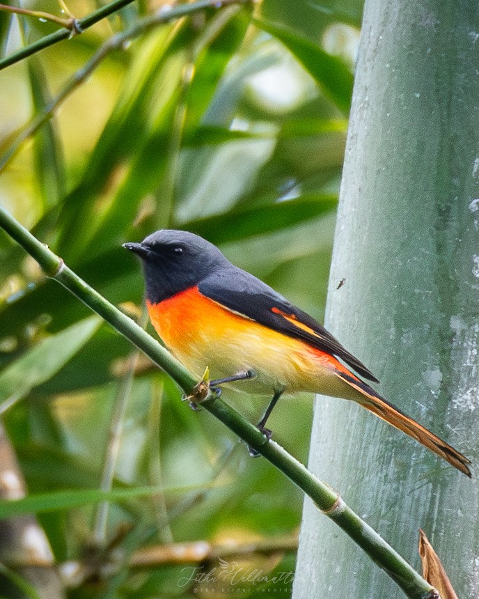 Zwergmennigvogel - ML641951868