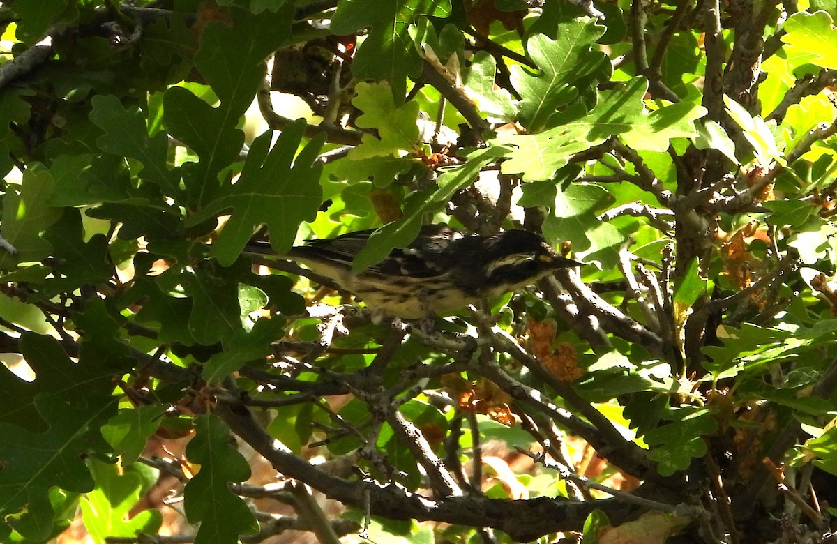 Black-throated Gray Warbler - ML641951885