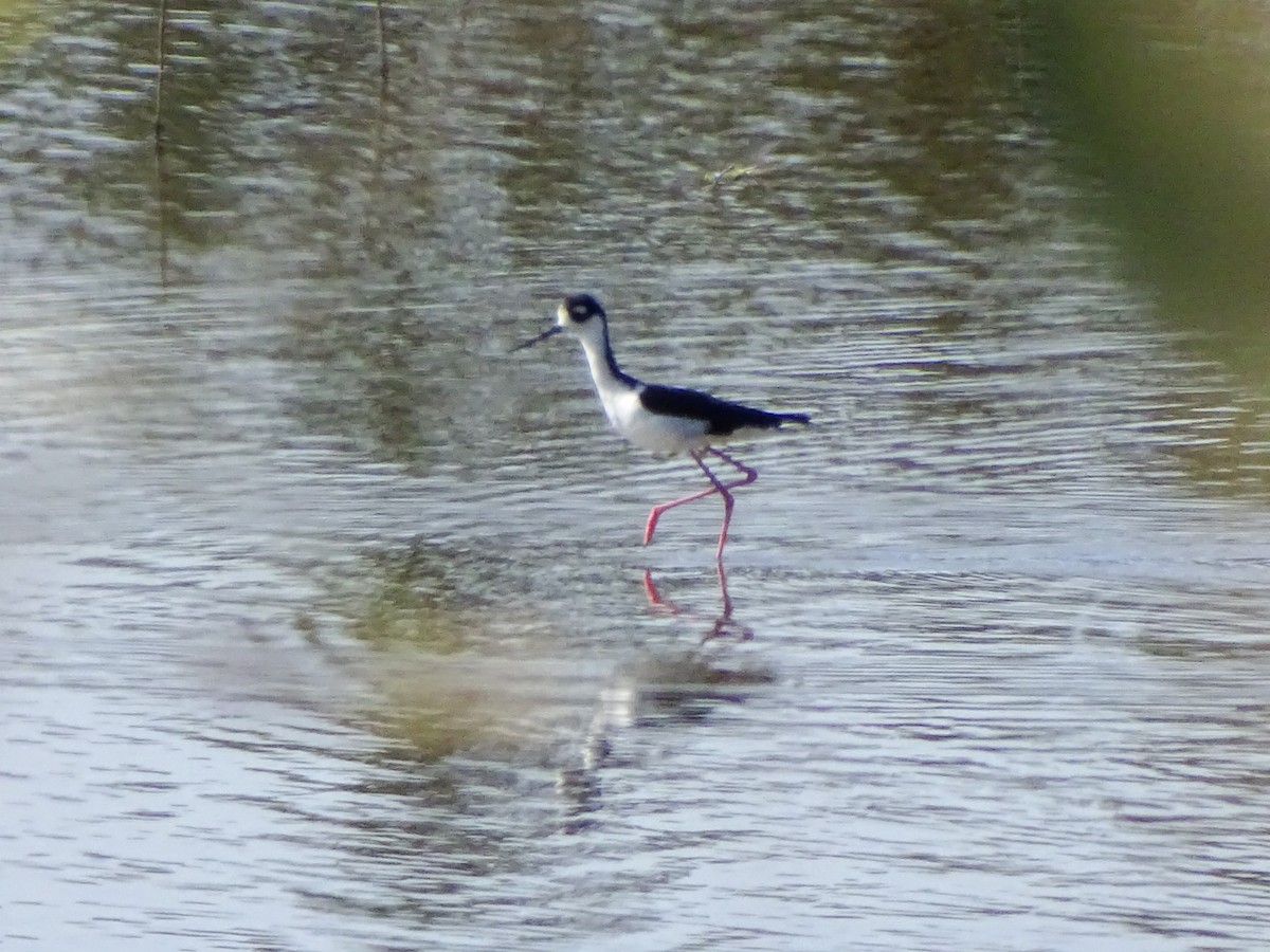 Black-necked Stilt - ML641951908