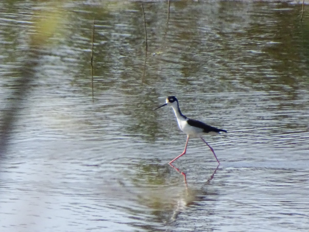 Black-necked Stilt - ML641951909