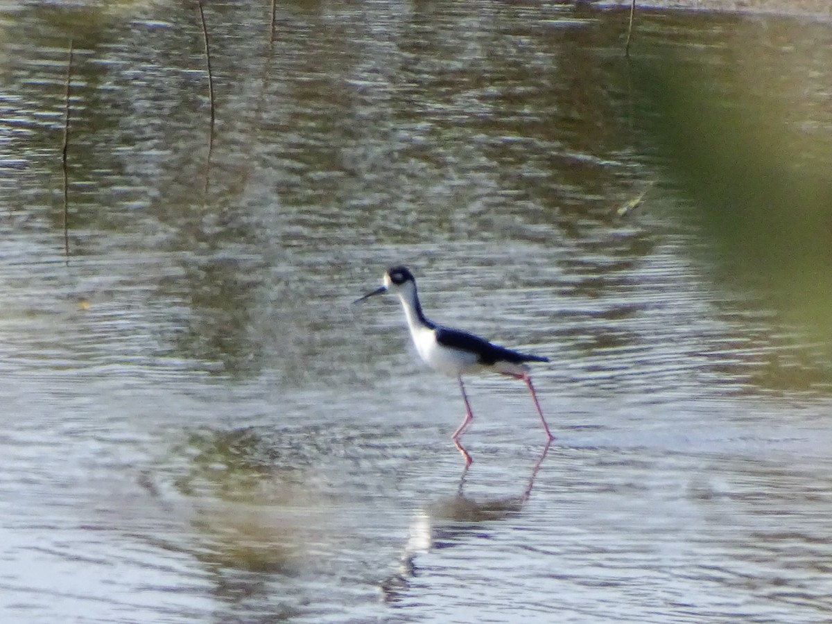 Black-necked Stilt - ML641951910