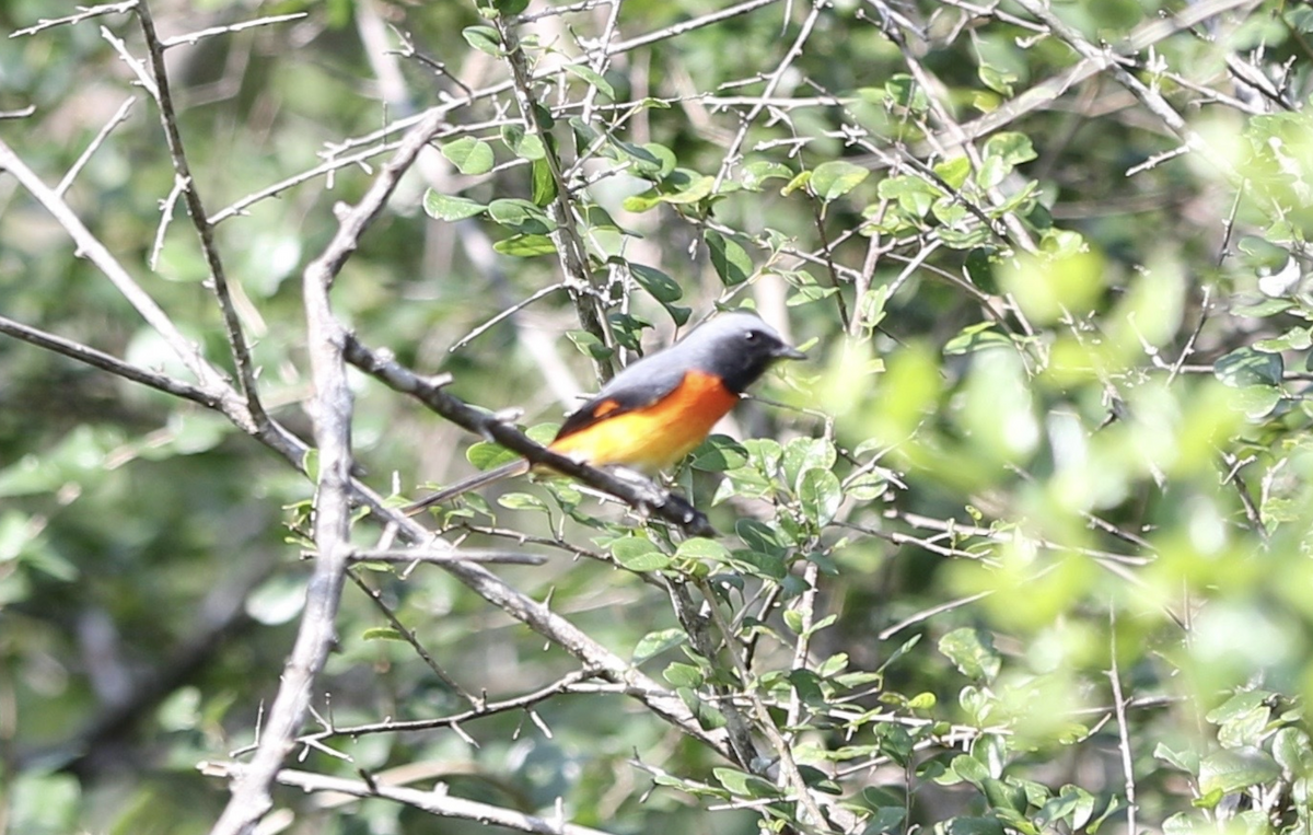 Zwergmennigvogel - ML641951921