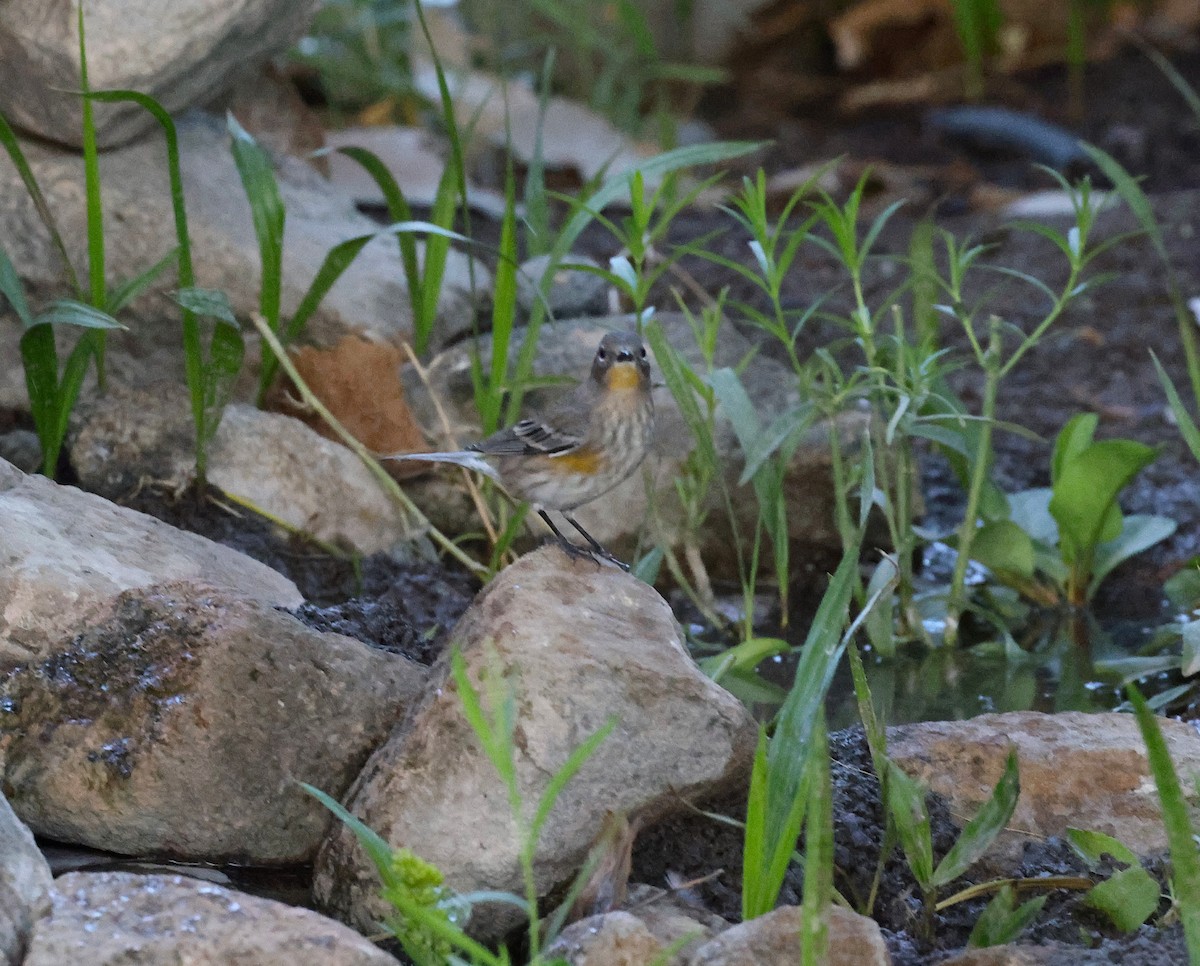 Yellow-rumped Warbler - ML641951924