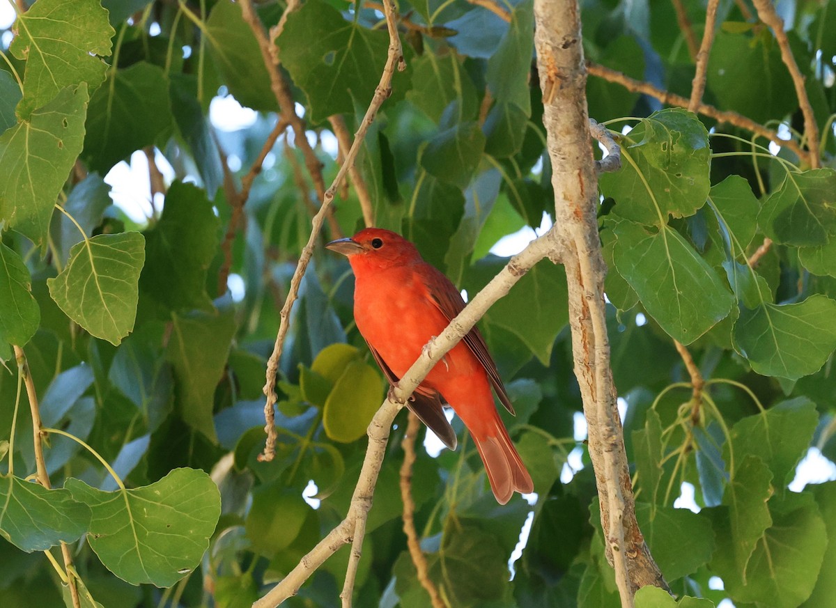 Summer Tanager - ML641951937