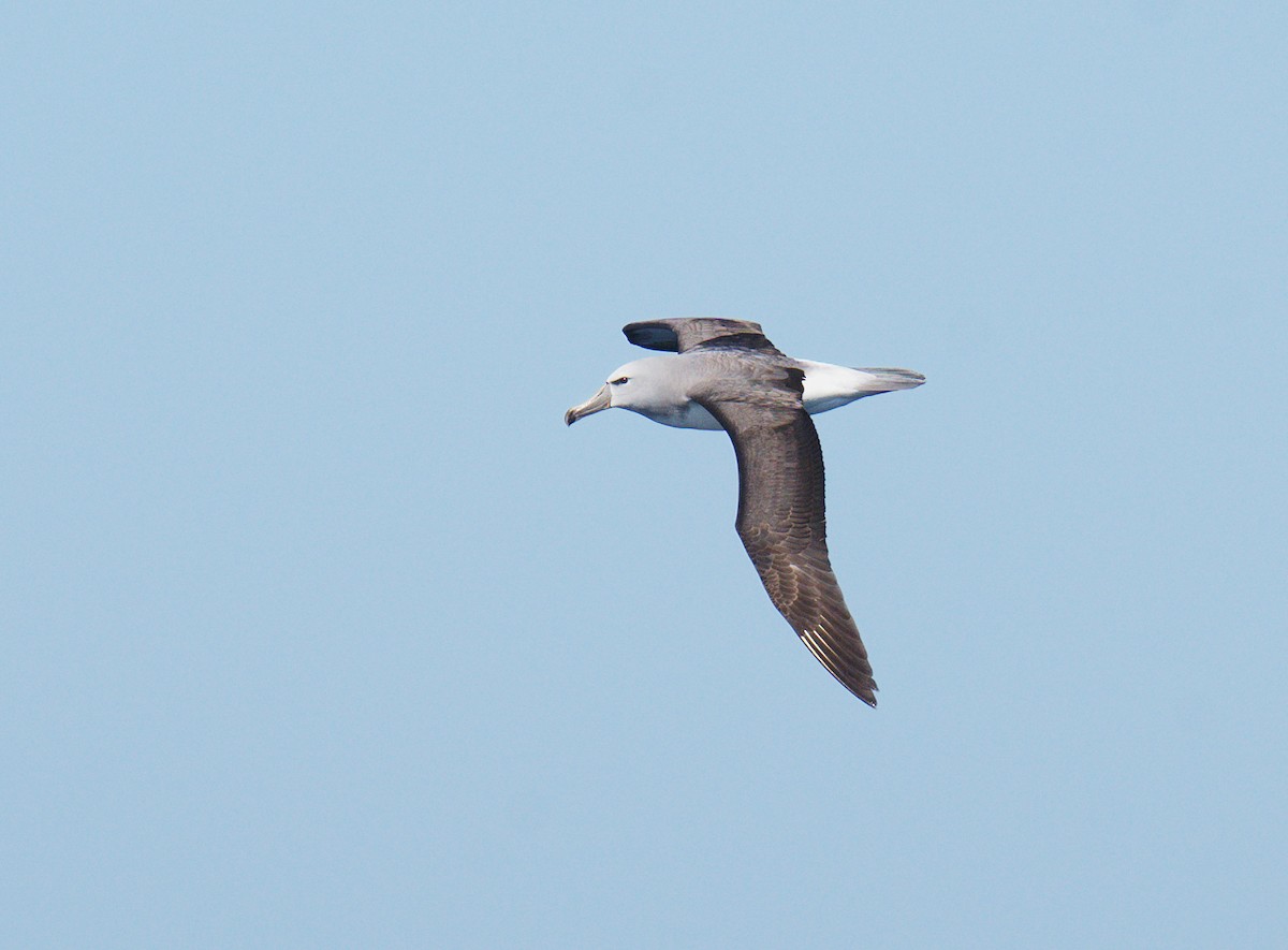 Salvin's Albatross - ML641951978