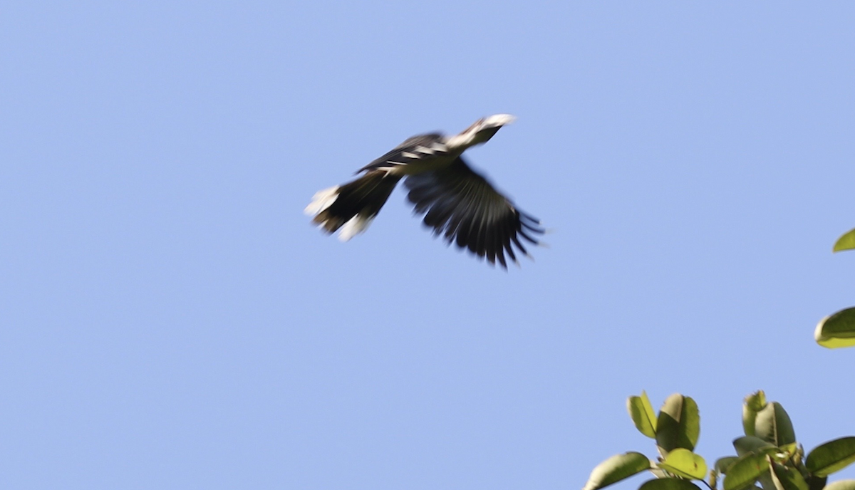 Sri Lanka Gray Hornbill - ML641951990