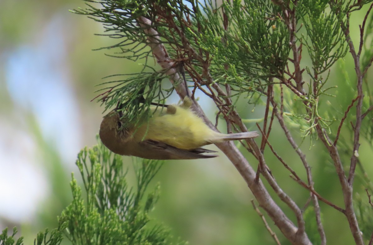 Yellow Thornbill - ML641952018