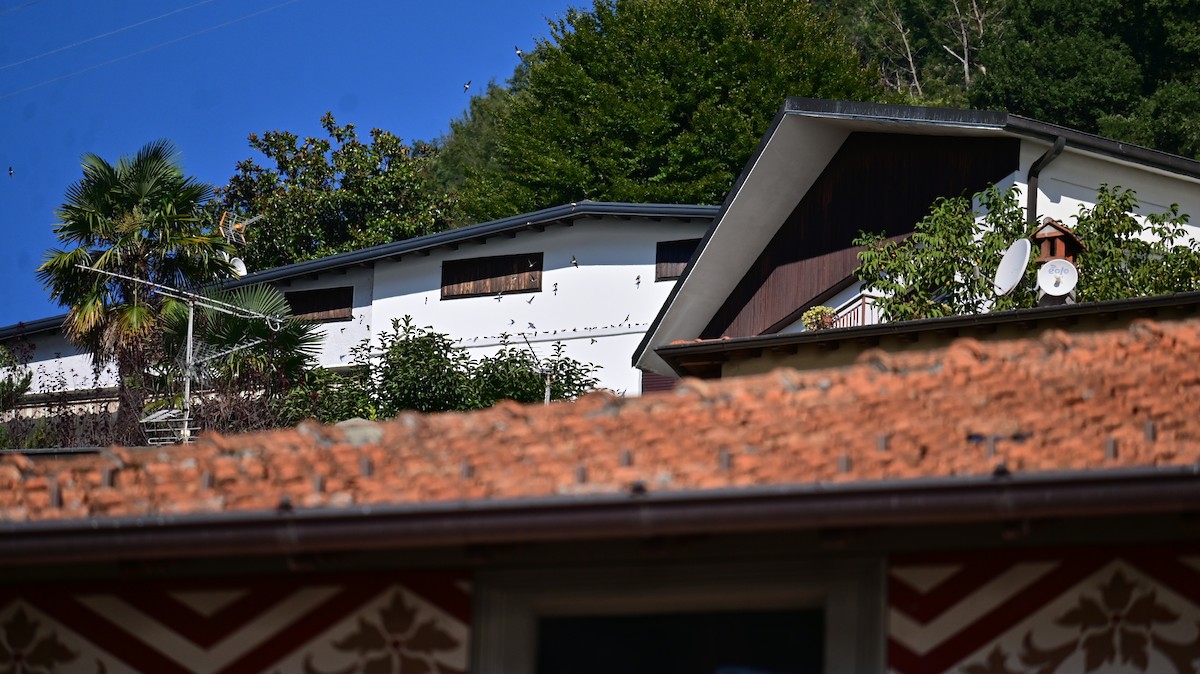 Western House-Martin - ML641952032