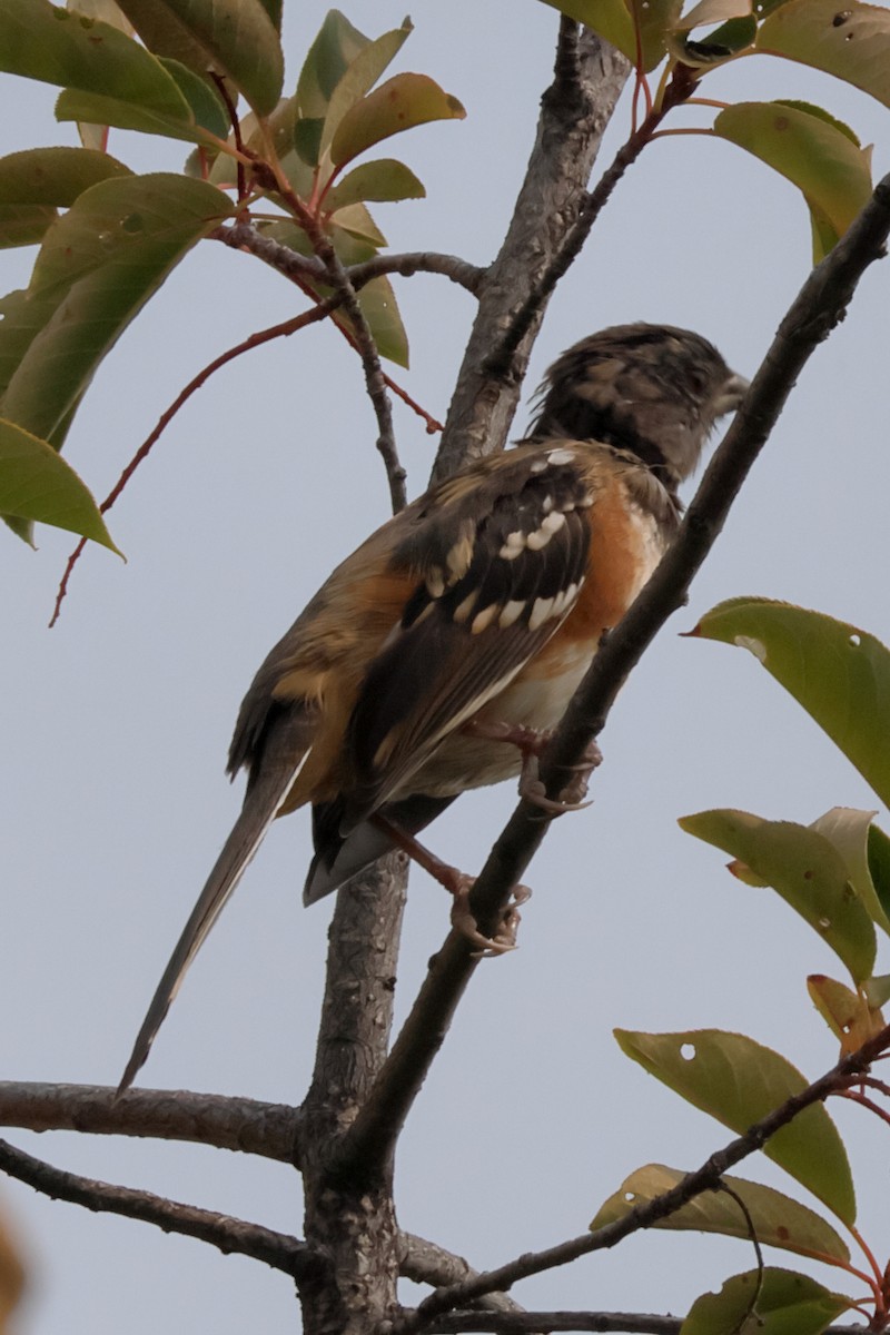 Spotted Towhee - ML641952043