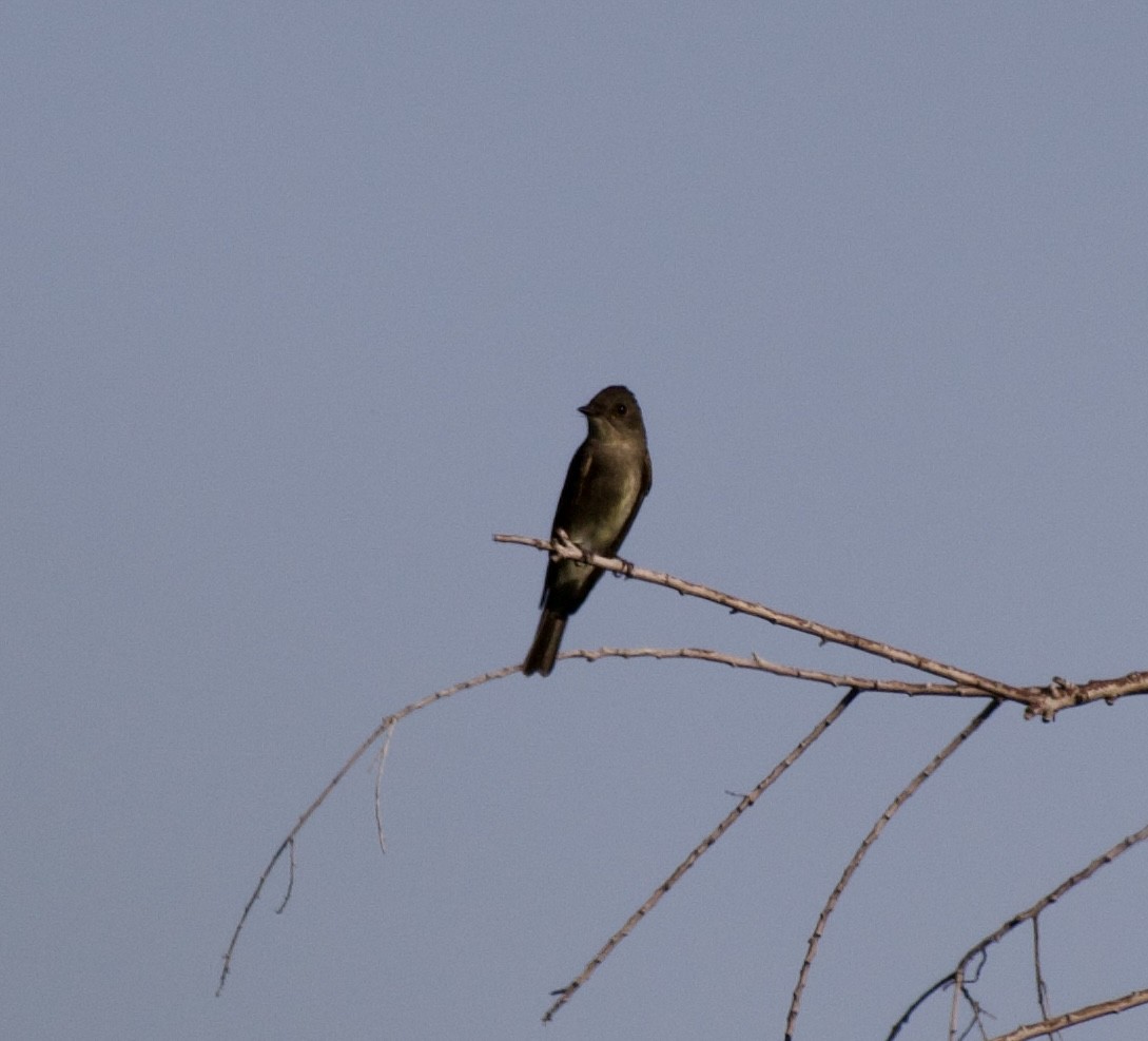 Western Wood-Pewee - ML641952045