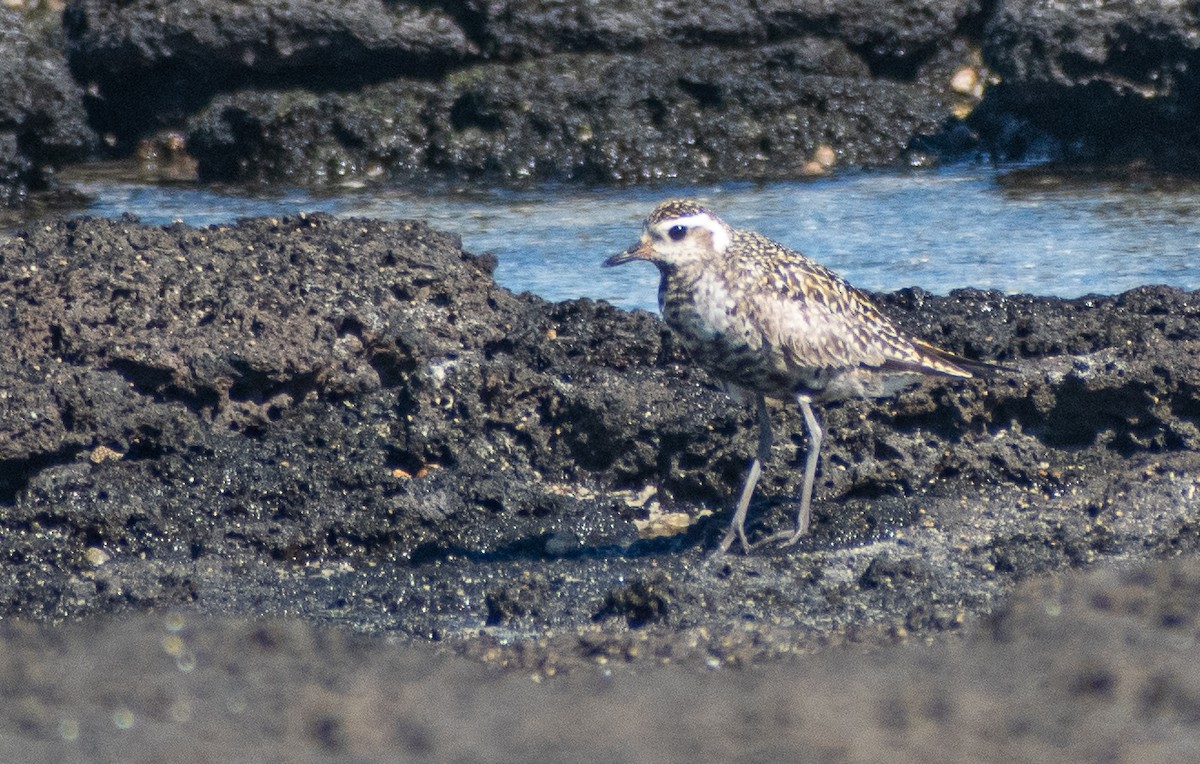 Pacific Golden-Plover - ML641952070