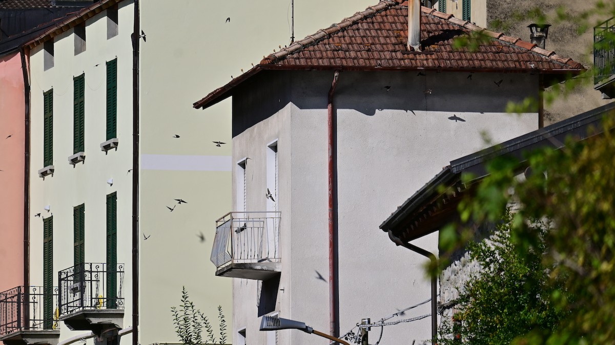 Western House-Martin - ML641952071