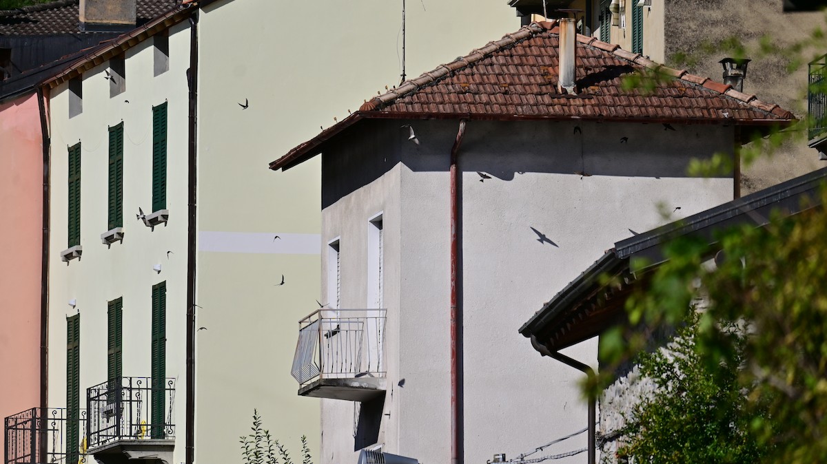 Western House-Martin - ML641952072
