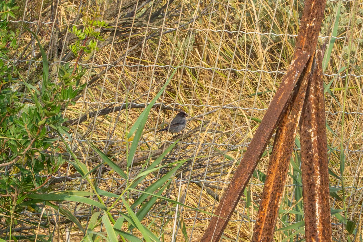 Sardinian Warbler - ML641952086