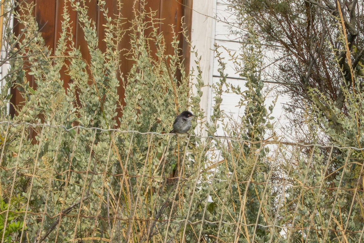 Sardinian Warbler - ML641952088