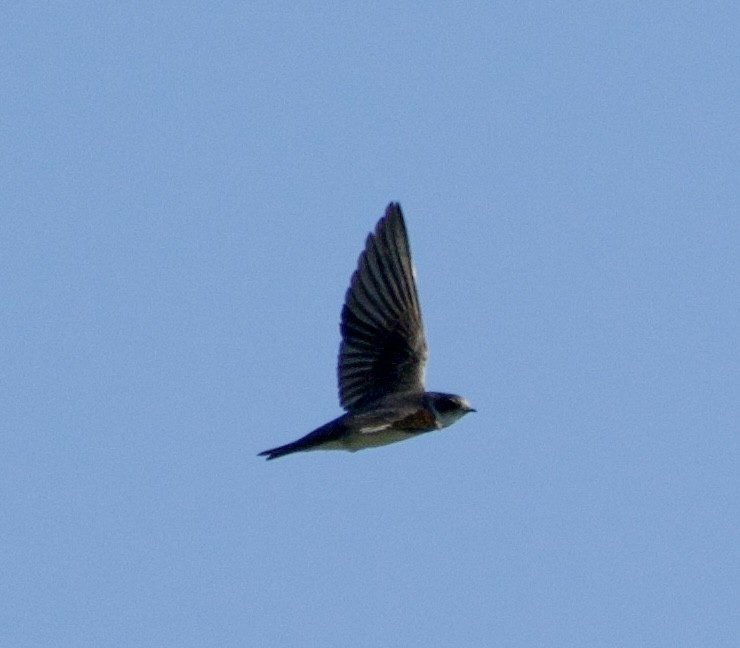 Bank Swallow - ML641952089