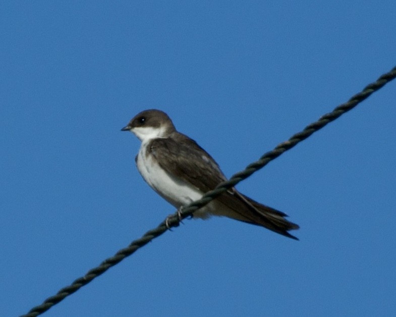 Golondrina Bicolor - ML641952093