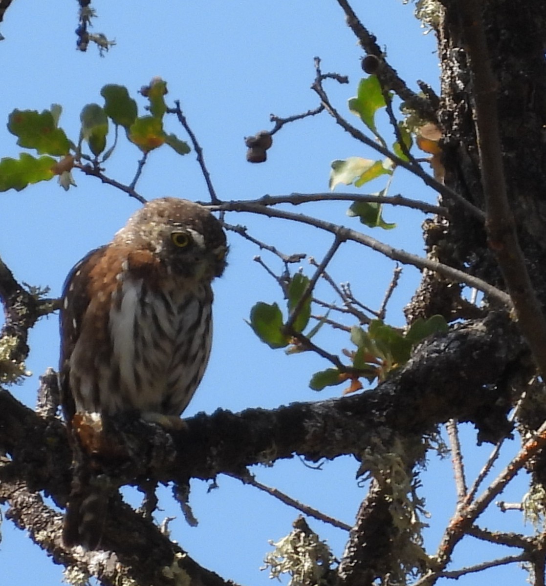 Northern Pygmy-Owl (Pacific) - ML641952103