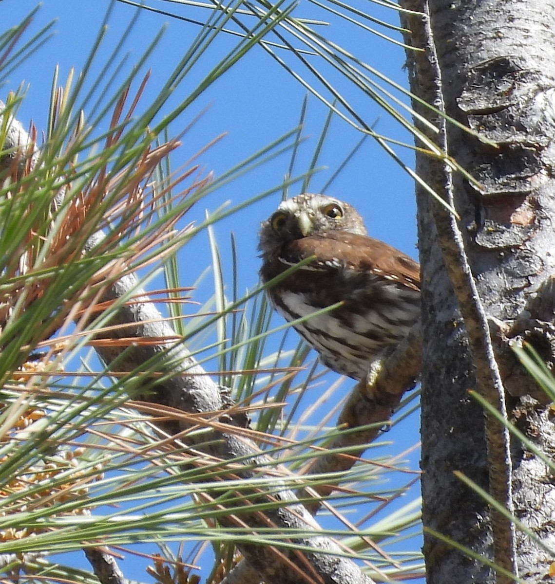 Northern Pygmy-Owl (Pacific) - ML641952104