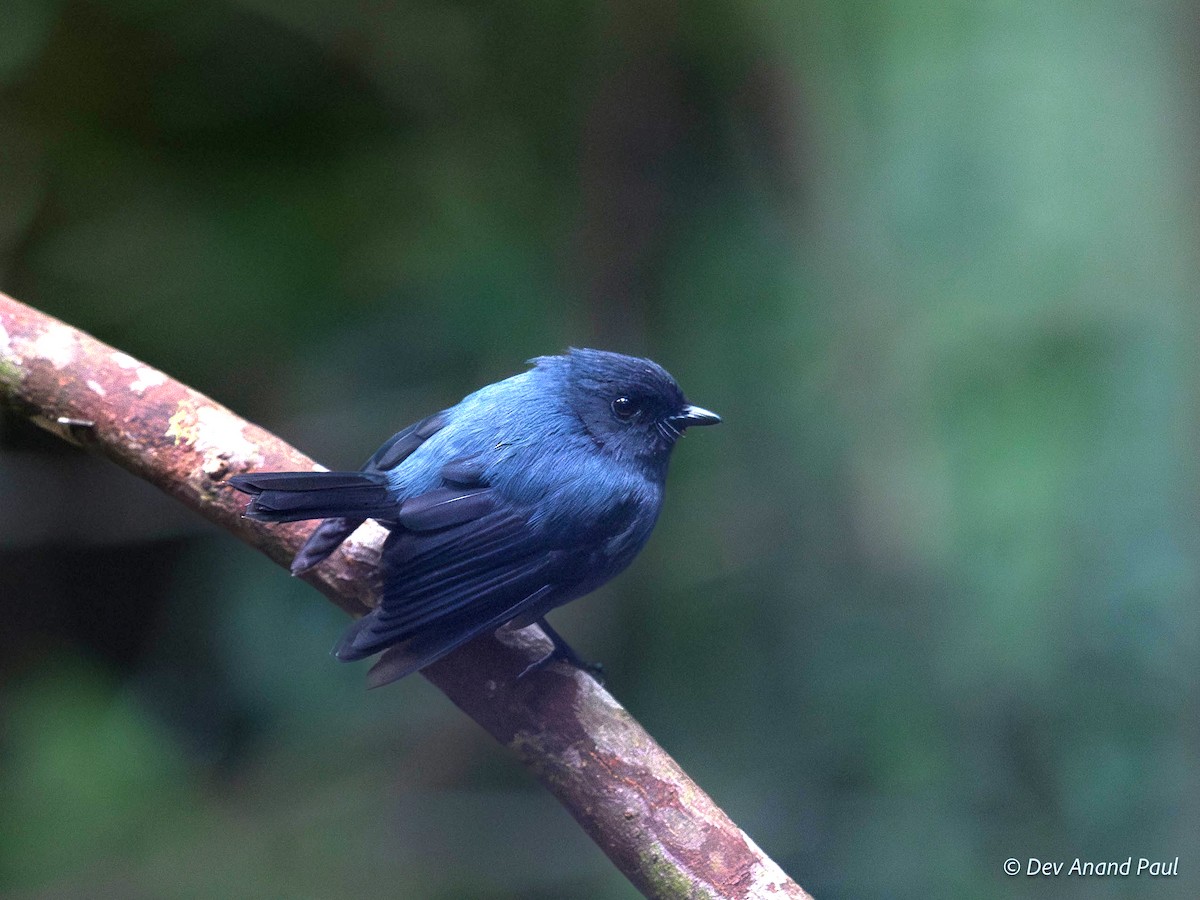 Blue-gray Robin - ML641952110