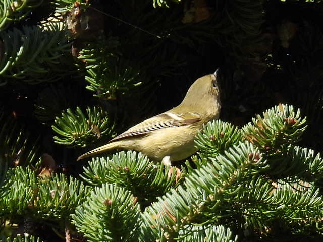 Ruby-crowned Kinglet - ML641952125
