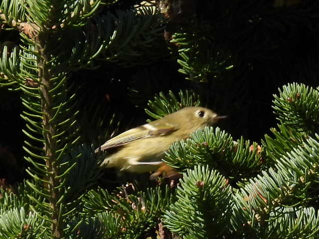 Ruby-crowned Kinglet - ML641952126