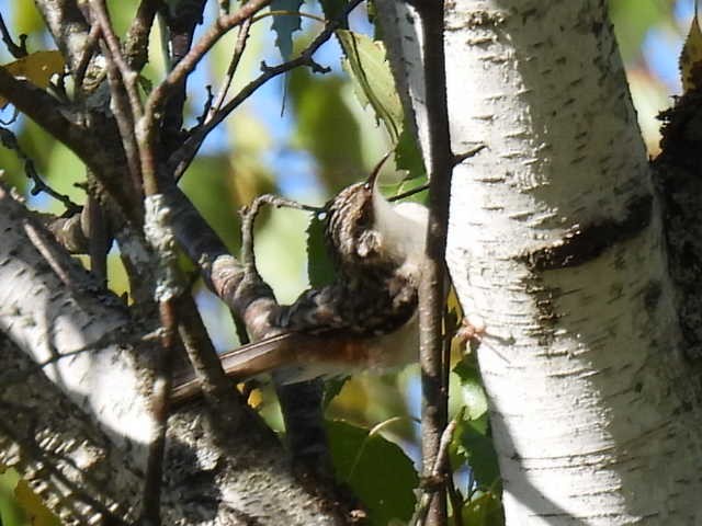 Brown Creeper - ML641952135